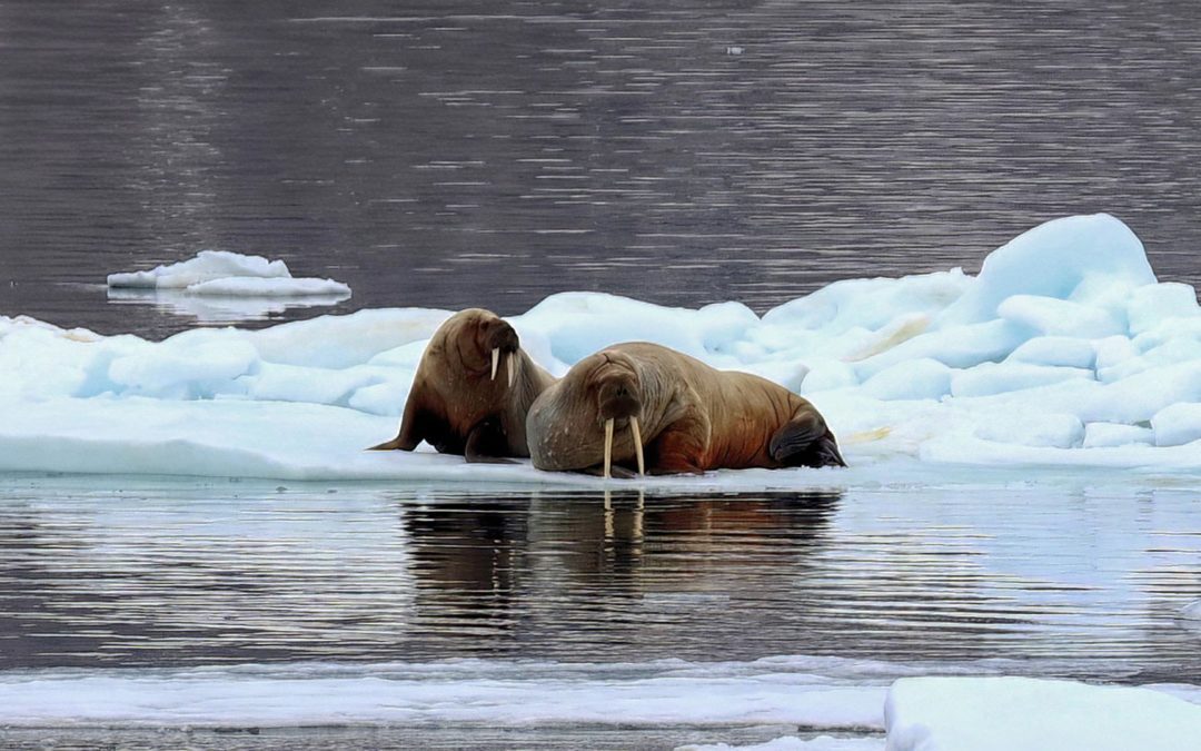 Expedition Cruise to Svalbard: Part 10 – Heleysundet: through the narrow between Spitsbergen and Barentsøya