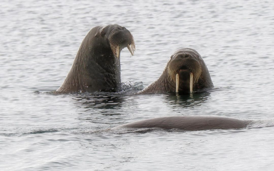 Expedition Cruise to Svalbard: Part 11 – The walrus colony of Torellneset