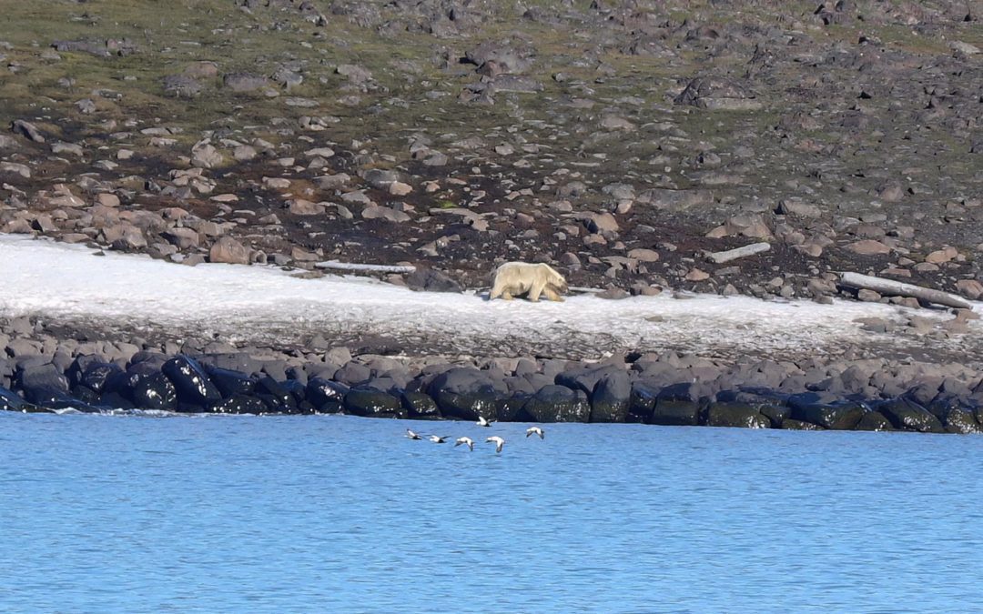 Expeditie Cruise naar Svalbard: Deel 14 – De meeuwen van Kapp Waldburg en de ijsbeer van Kapp Lee