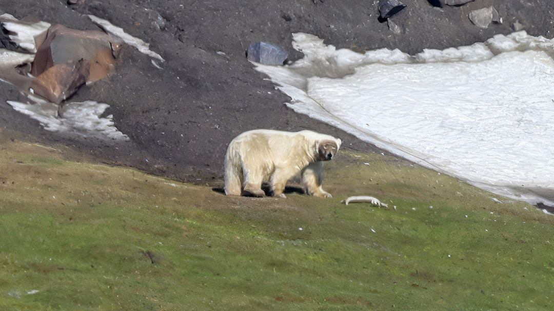 polar bear